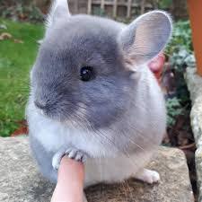 They have a longer tail, thinner neck and shoulders, and longer ears than the as pets, chinchillas are somewhat temperamental. Chinchilla Is It One Of Our Cutest Animals Your Choose