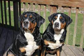 We wish everyone continued health and safety. Matterhorn Greater Swiss Mountain Dogs Home