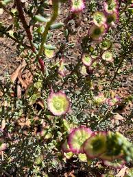 Image result for Chenolea