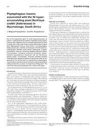 Image result for Berkheya bipinnatifida