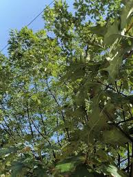 Image result for Premna velutina