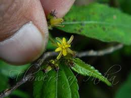 Image result for Triumfetta annua