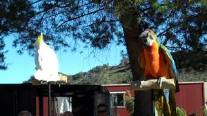 Address, phone number, oasis camel dairy reviews: Oasis Camel Dairy The Bird Show 2010 Youtube