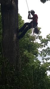 This requires several years of training and study in order to know how to administer proper tree care. Evan Brumfield Licensed Tree Expert In The State Of Maryland