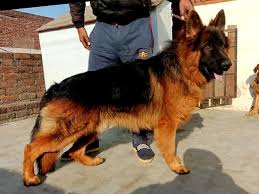 Three hundred and fifty dollars. Open Stud Service Location Patiala Ahuja Kennel Patiala Facebook