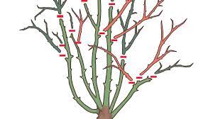 The royal horticultural society (rhs) website states the best time to prune roses generally is late winter, so february to march. Pruning Roses Sunset Magazine