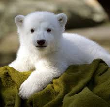 Bildergebnis Fur Susse Tiere Baby Eisbaren Eisbar Bar