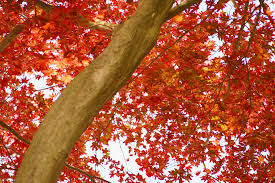 Sun valley maples at our growing fields. October Glory Maple