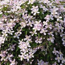 We did not find results for: Clematis Pruning Group 1 Clematis Pruning Group 1 Early Flowering Cultivars In Gardentags Plant Encyclopedia