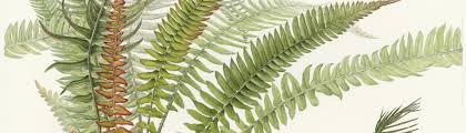 Image result for Blechnum punctulatum
