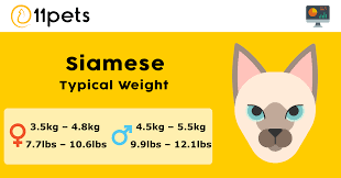 Generally male cats will weigh 2 to 4 pounds more than a female cat. Siamese Cat Weight Chart 11pets