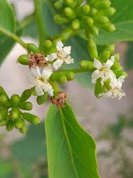 Image result for Cordia