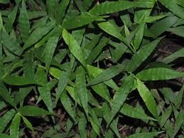 Image result for Oplismenus