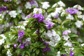 Image result for Brunfelsia australis