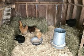 Tips On How To Keep Your Chickens Warm This Winter Chicken Coop Winter Chicken Diy Chickens In The Winter