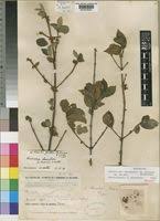 Image result for Tricalysia jasminiflora