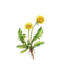 Dandelion Floral Botanical Print Illustration Watercolor Garden Spring Home Dec Botanical Illustration Watercolor Botanical Prints Watercolor Flowers Paintings