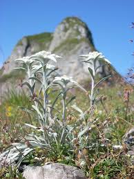 Edelweiss Swiss National Flower Fiori Alpinismo