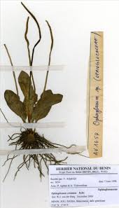 Image result for Ophioglossum costatum
