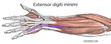 Posterior interosseous nerve (c7 and c8), the continuation of the deep branch of the radial nerve. Muscles Of The Posterior Forearm Anatomy Geeky Medics