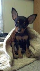 Dachshund Chihuahua Mix Black And Brown Adopt Sydney On Petfinder Chihuahua Dogs Chihuahua Cute Dogs