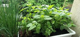 Pfefferminze Pflanzen Und Pflegen Im Garten Oder Auf Dem Balkon Utopia De Pfefferminze Pflanzen Pflanzen Minze Pflanzen