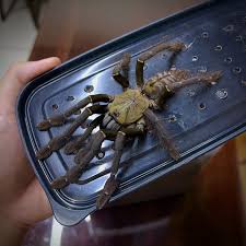 Image result for Centemopsis kirkii