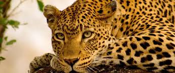 Kenya has a robust tourist infrastructure with more lodges to choose from. Insider S Guide To Pertect Kenya Tanzania Safari Vacations