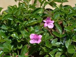 Image result for Barleria macrostegia