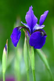 Pin On Flowers God S Way Of Bringing Beauty To An Otherwise Ugly World
