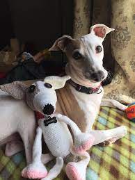 Pin On K 9 Chic