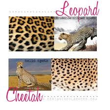 The Differences Between Cheetah And Leopard Designindulgences Com Leopard Spots Leopard Cheetah