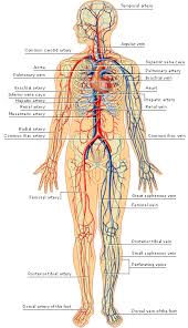 Arteries And Veins Of The Human Body Arteries Inside The