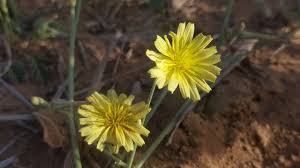 Image result for Launaea