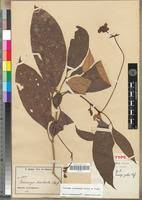 Image result for Voacanga bracteata