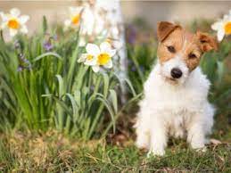 I really don't want to fence it all in becuase it would take away from the gardens a lot, and block the veiw from the house. 5 Tips For Keeping A Dog Out Of The Garden