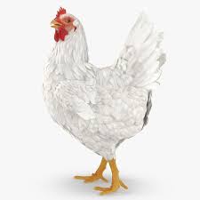 White Chicken Walking Pose 3d Model Ad Chicken White Walking Model Walking Poses 3d Model Poses