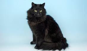 Black fluffy norwegian forest kitten sitting. Norwegian Forest Cat Breed Information