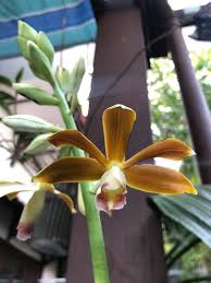 Image result for Phaius occidentalis