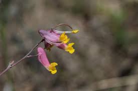 Image result for Xyris capnoides