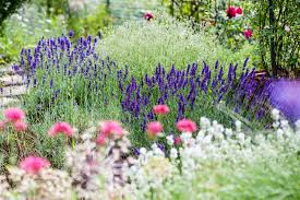 Wie Bekommt Mein Garten Struktur Gartenraume Schaffen Lavendel Pflanzen Pflanzen Gartengestaltung