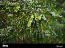 Image result for Albizia procera