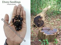 Image result for Diospyros crassiflora