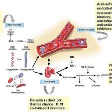 The Pathophysiology Of Sickle Cell Disease And Sites Where Drug Download Scientific Diagram