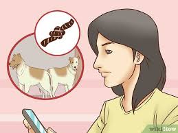 It might even be too late. 3 Ways To Keep Both Dogs Safe While Mating Them Wikihow