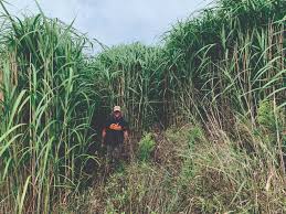 Image result for Miscanthus