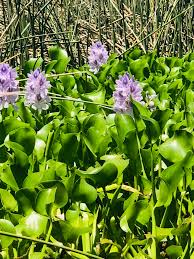 Image result for Pontederia crassipes