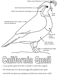 Black And White Birds In Southern California Quail Unit California State Bird California State Bird California Quail California History California Study Unit