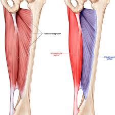 Find the best weight lifting exercises that target each muscle or groups of muscles. Illustration Demonstrating The Pubofemoral And Ischiocondylar Portions Download Scientific Diagram