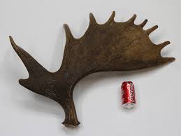 Get the best deal for moose horns & antlers from the largest online selection at ebay.com. Whole Moose Antler Sheds 1 Gallery Item